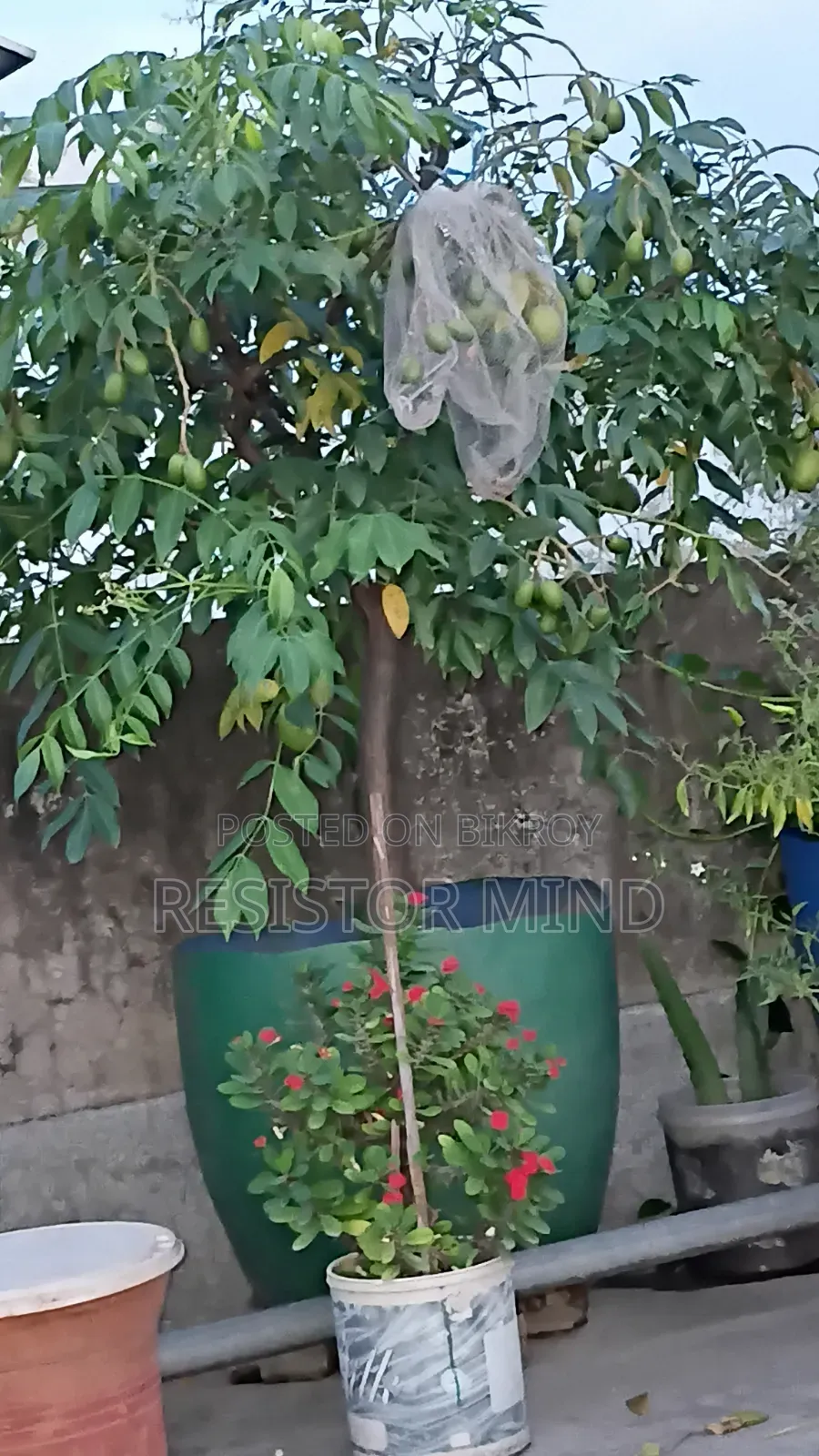 আমড়া গাছ