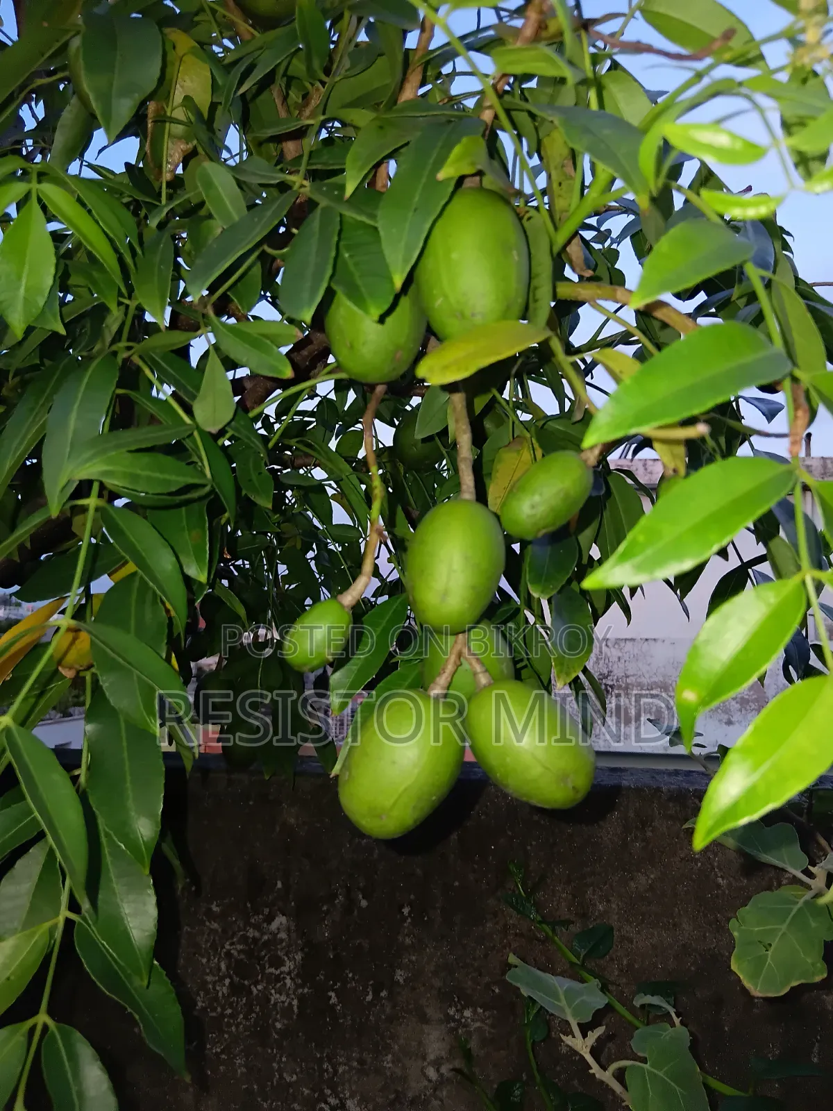 আমড়া গাছ