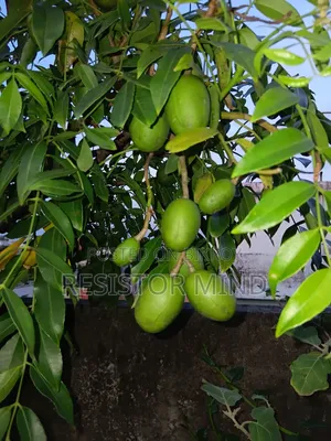 আমড়া গাছ