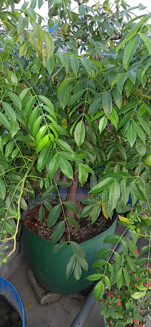 আমড়া গাছ