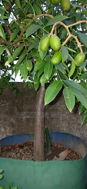 আমড়া গাছ