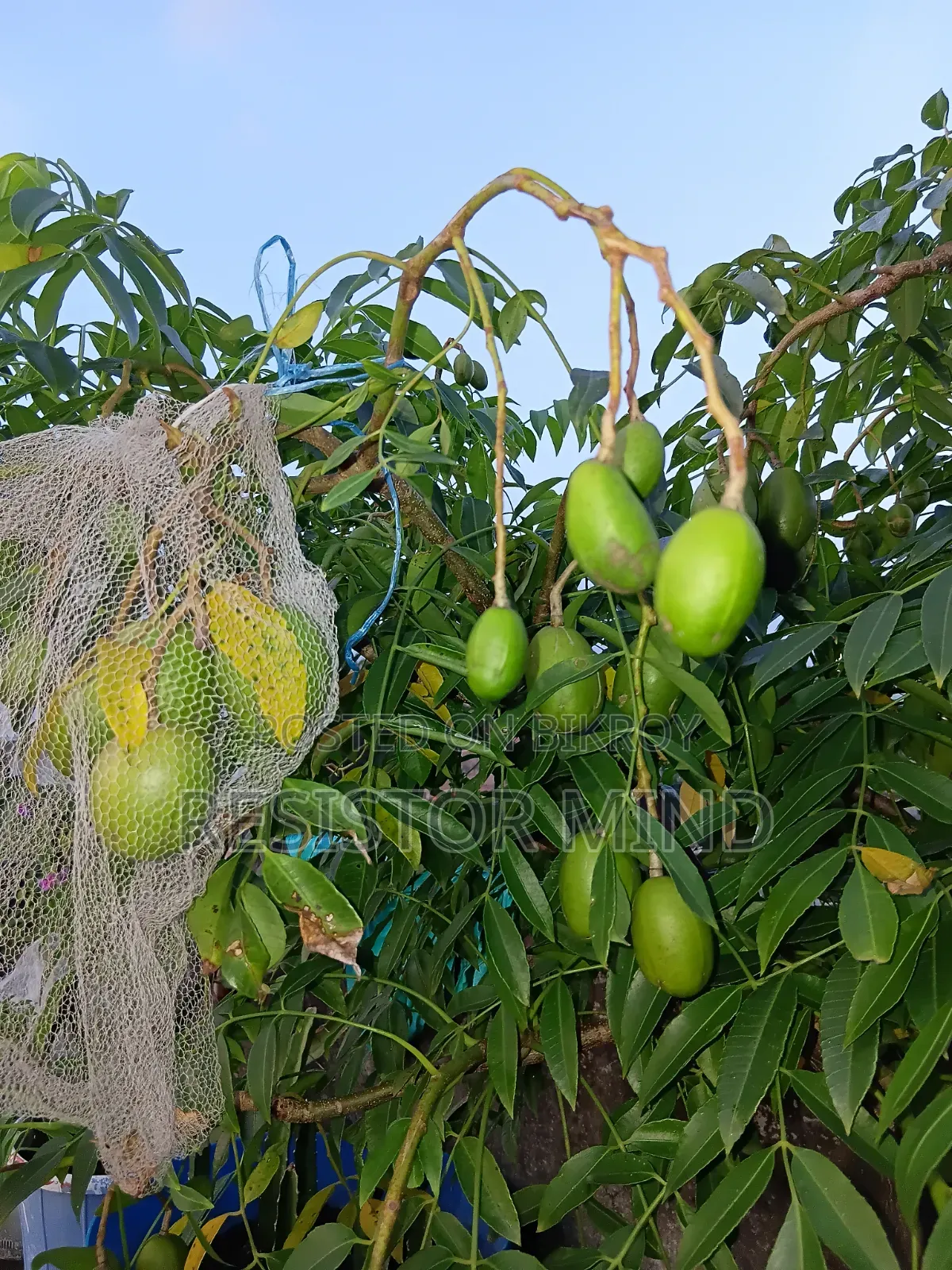 আমড়া গাছ