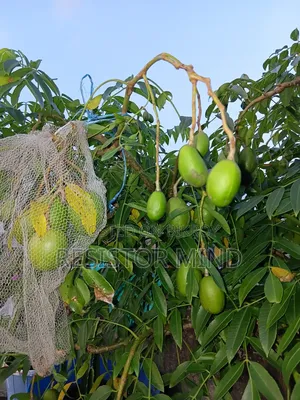 আমড়া গাছ