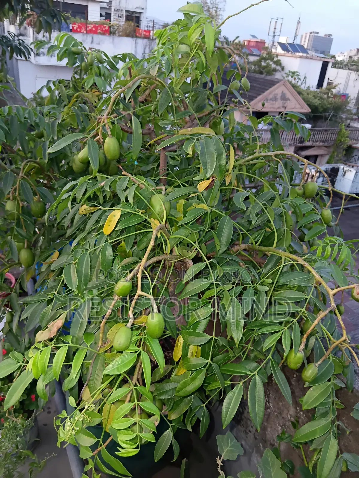 আমড়া গাছ