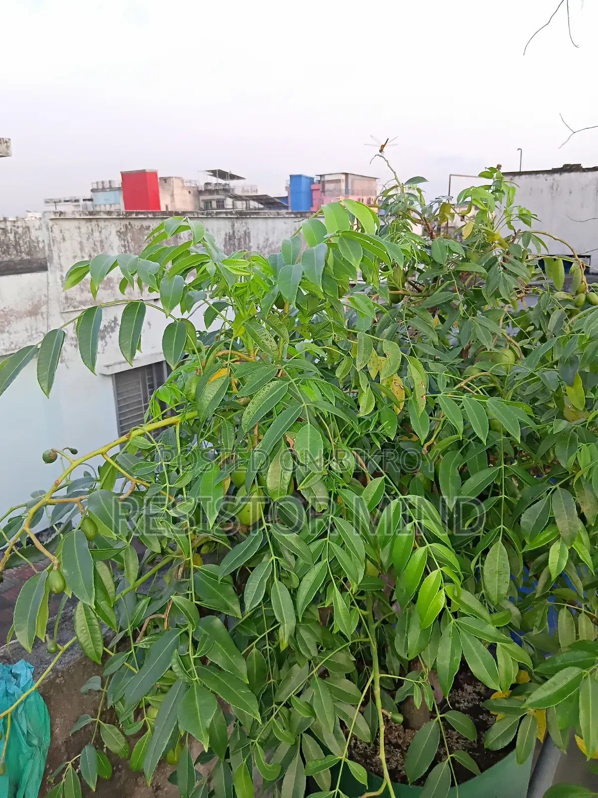 আমড়া গাছ