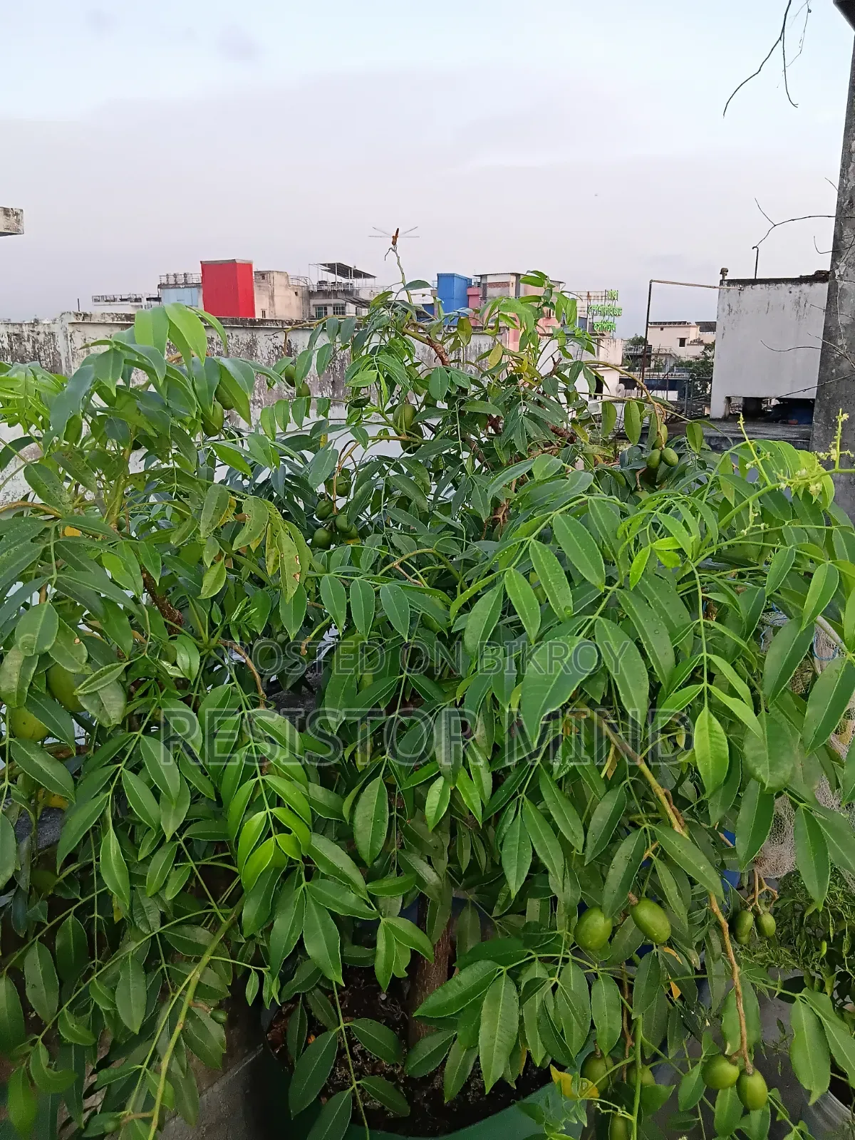 আমড়া গাছ