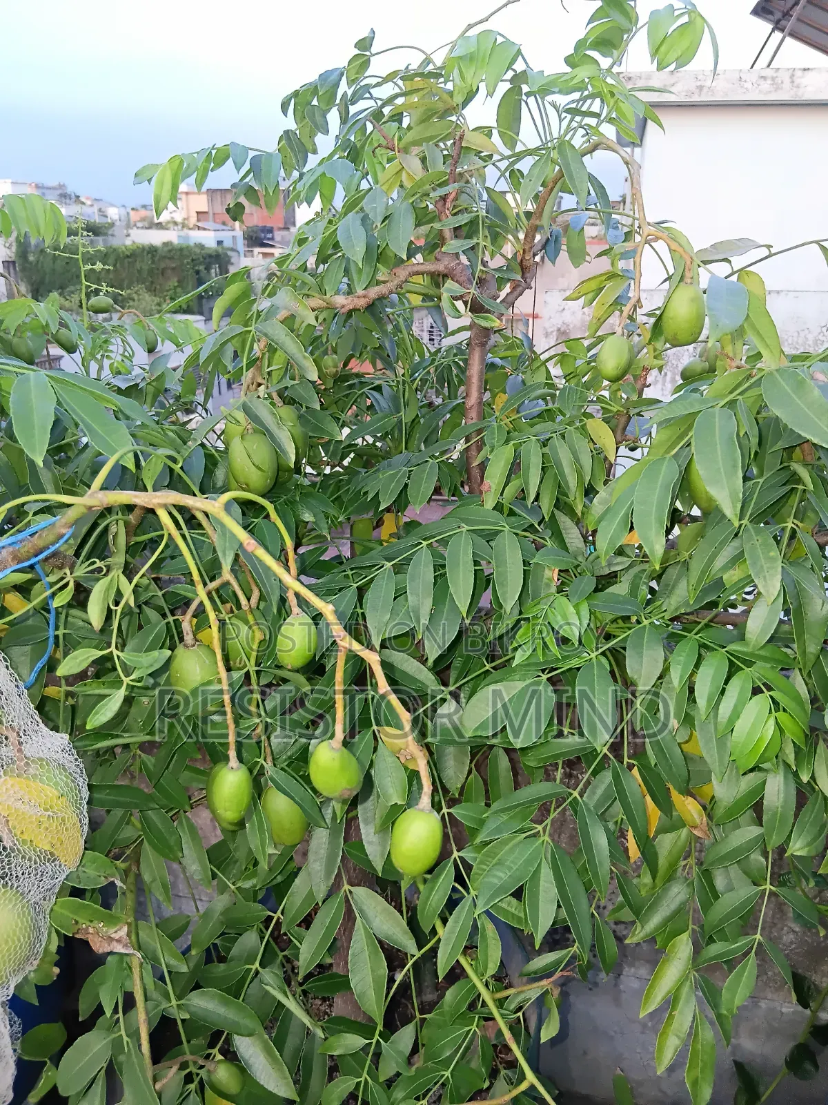 আমড়া গাছ