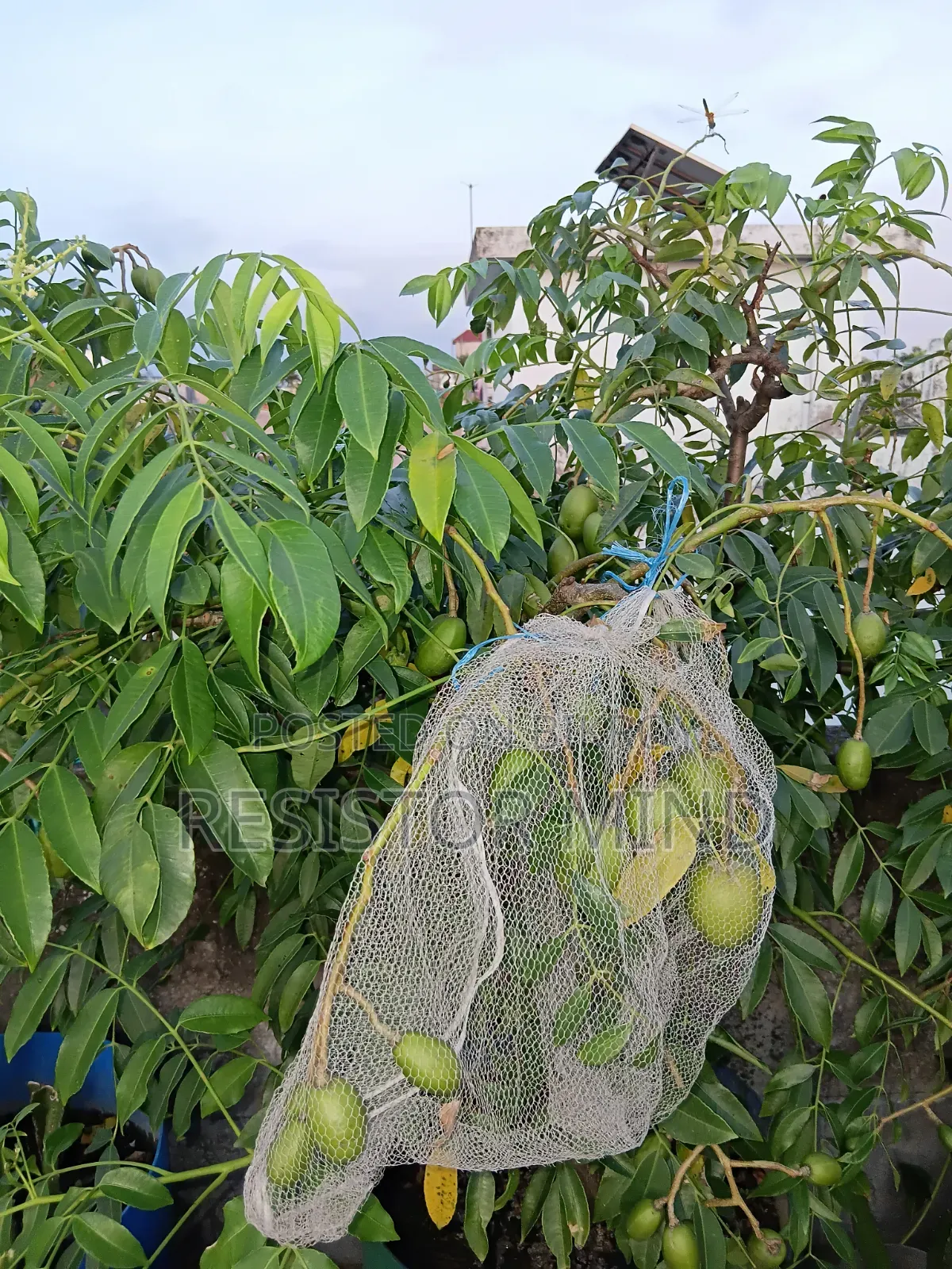 আমড়া গাছ