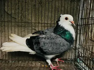আকাশী কলসি বাণ রানিং ষাঁড়