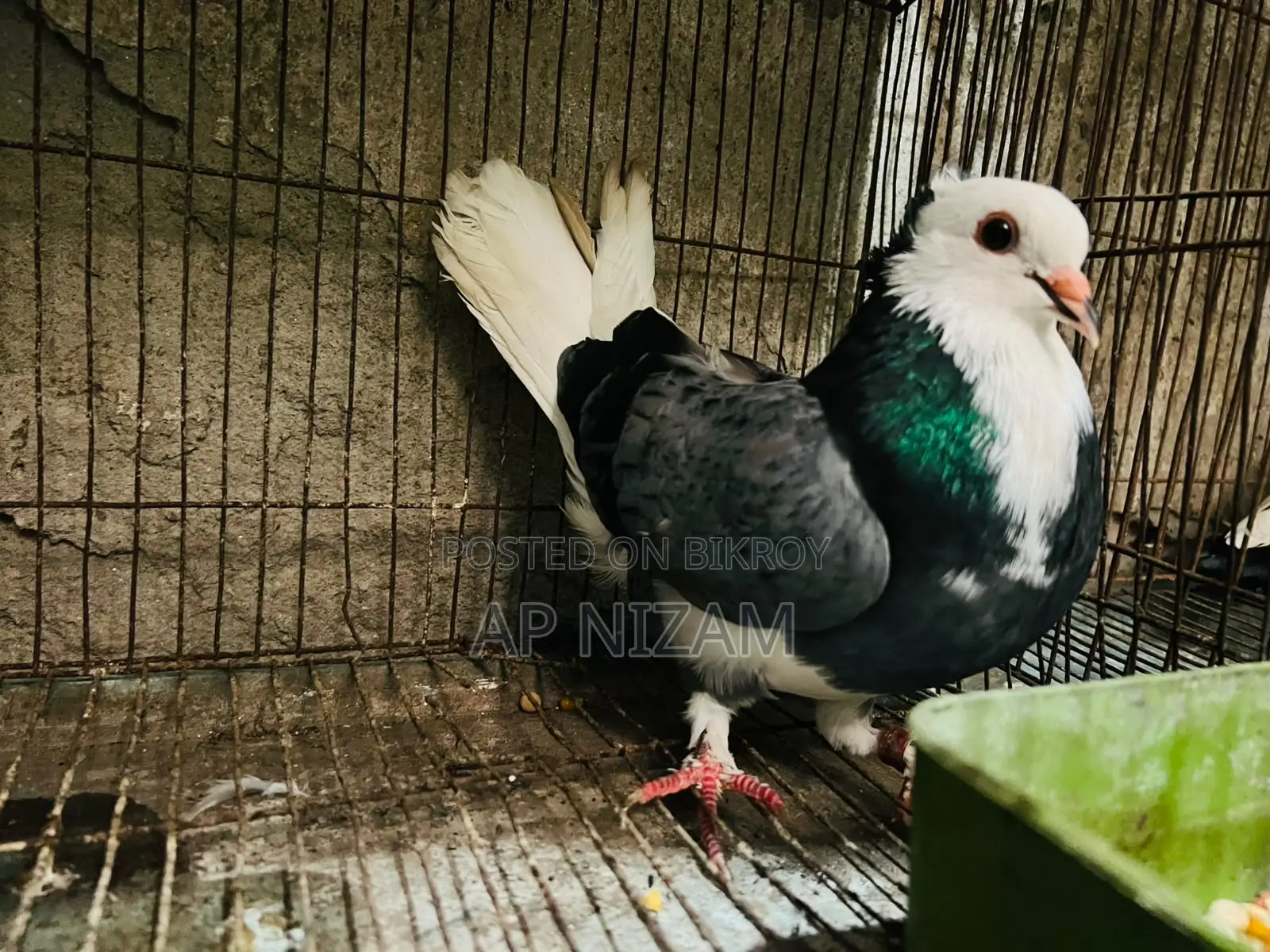 আকাশী কলসি বাণ রানিং ষাঁড়