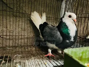 আকাশী কলসি বাণ রানিং ষাঁড়
