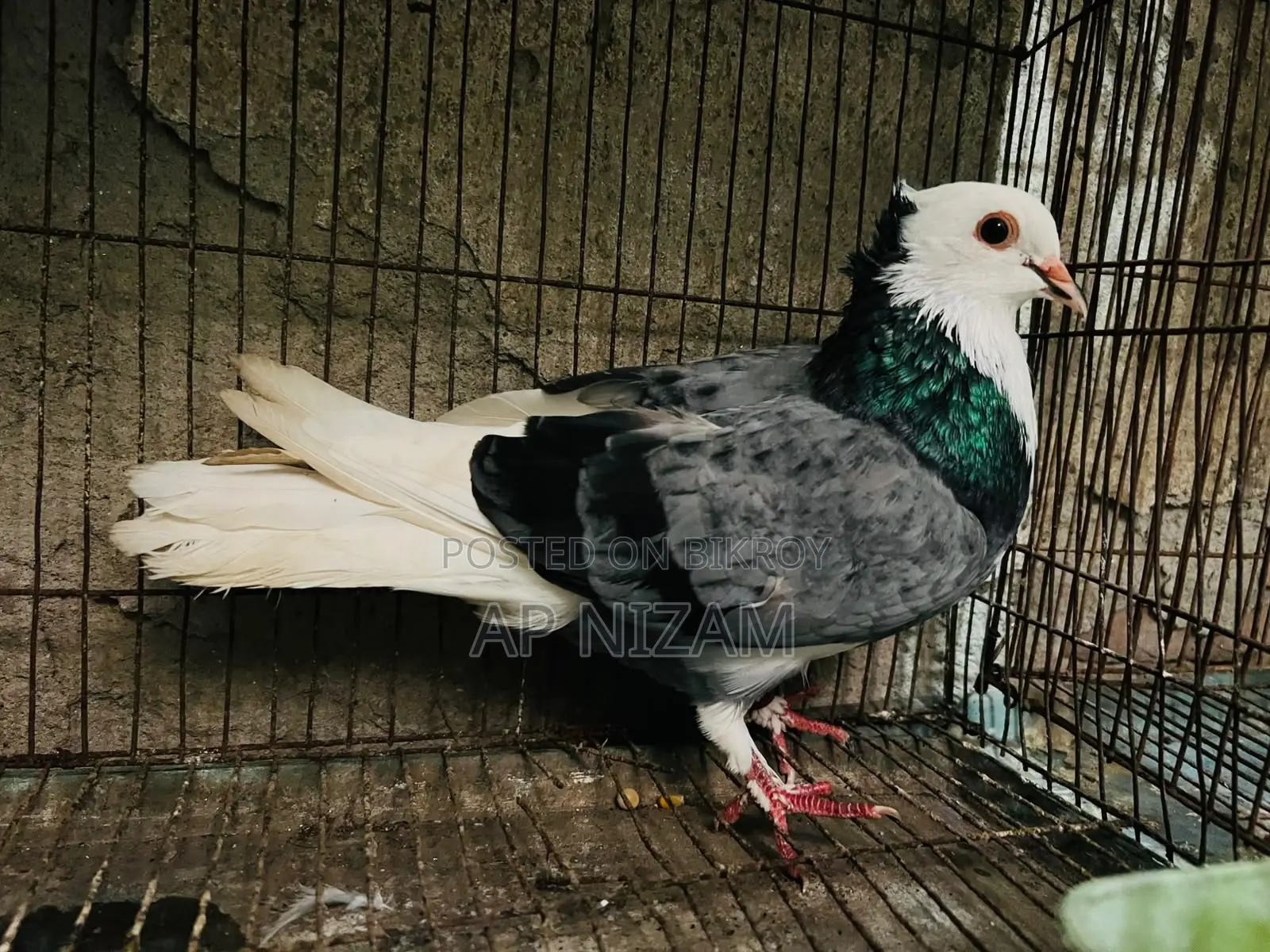 আকাশী কলসি বাণ রানিং ষাঁড়