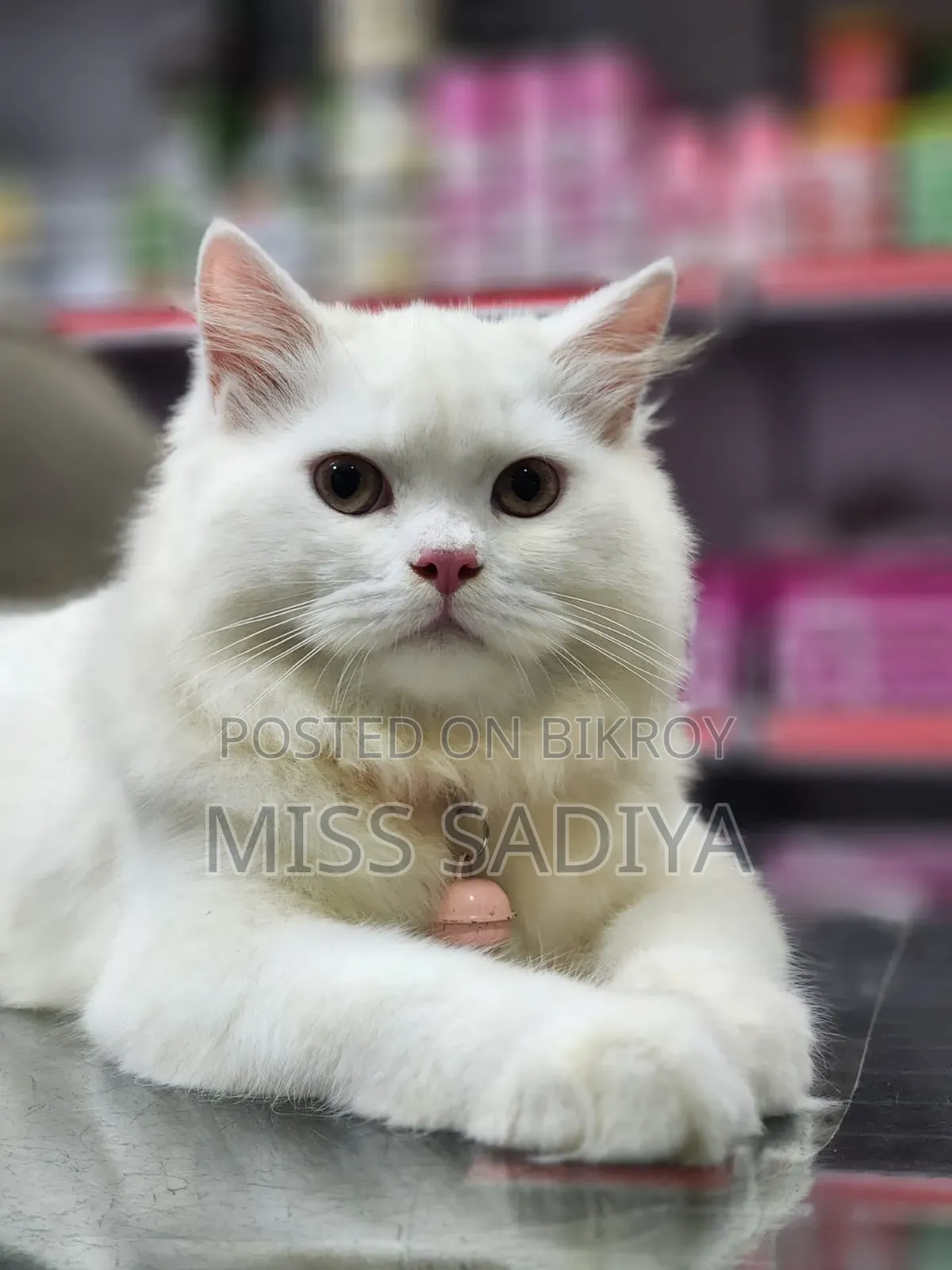 3-6 Months Female Purebred Persian