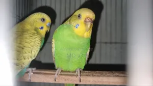রানিং ২ জোড়া বাজরিকা বিক্রয় হবা