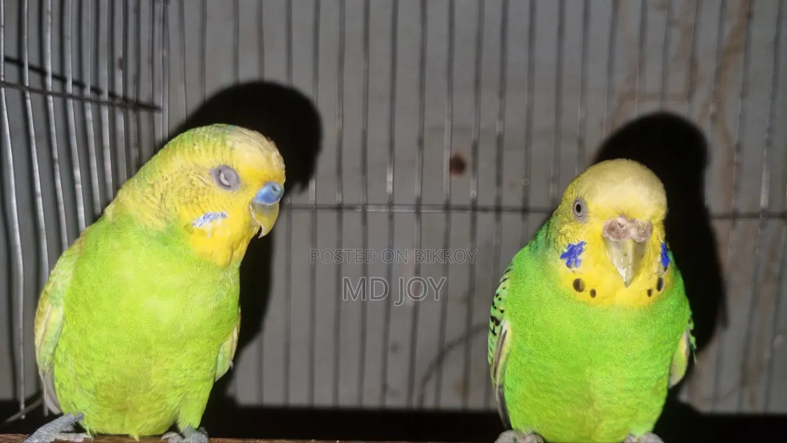 রানিং ২ জোড়া বাজরিকা বিক্রয় হবা