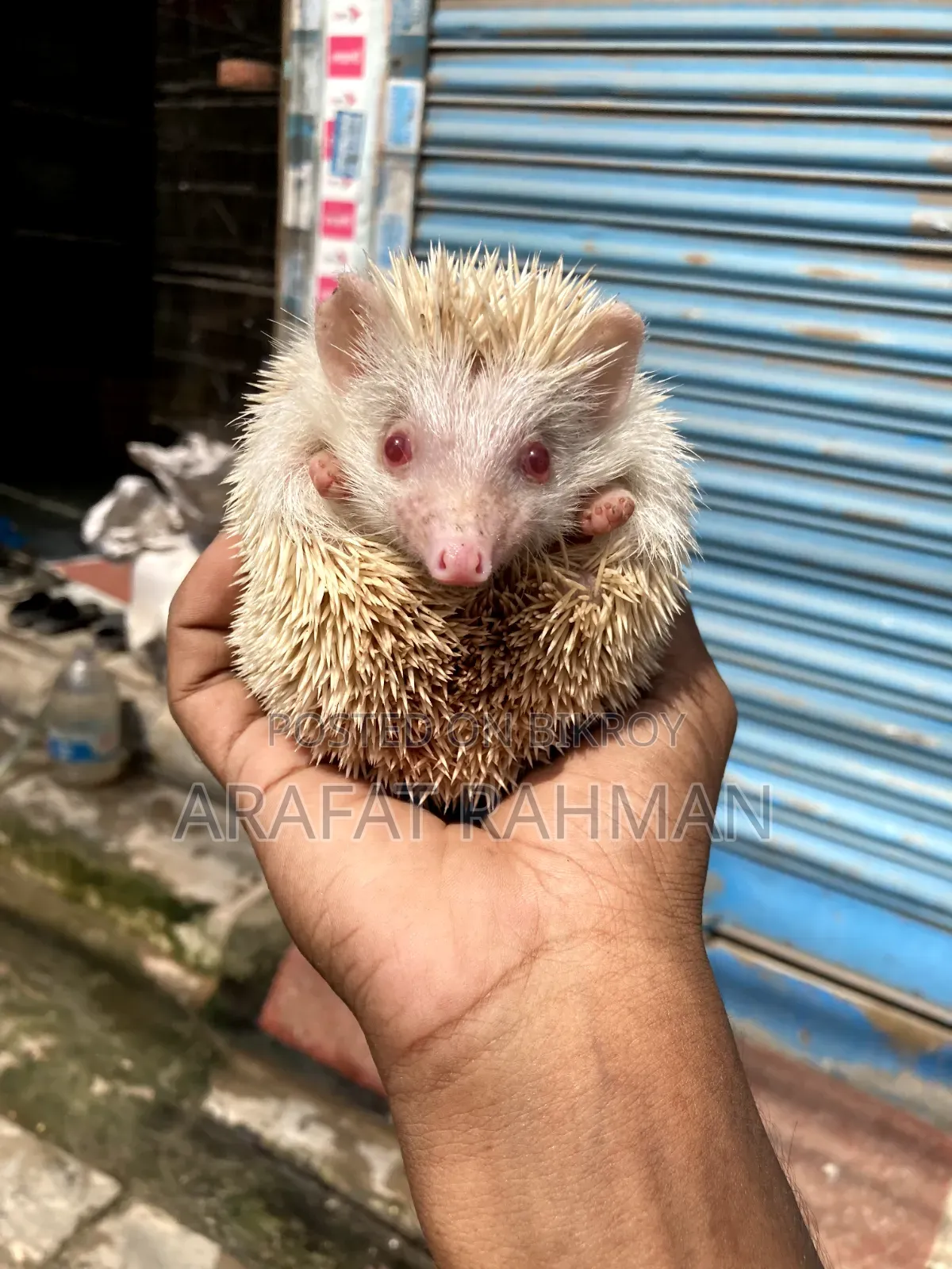 হেজহগ রানিং জোড়া