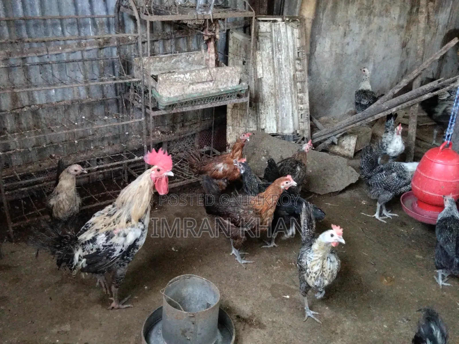 Egyptian Fayoumi Laying Hens for Sale