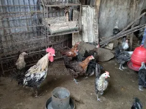 Egyptian Fayoumi Laying Hens for Sale