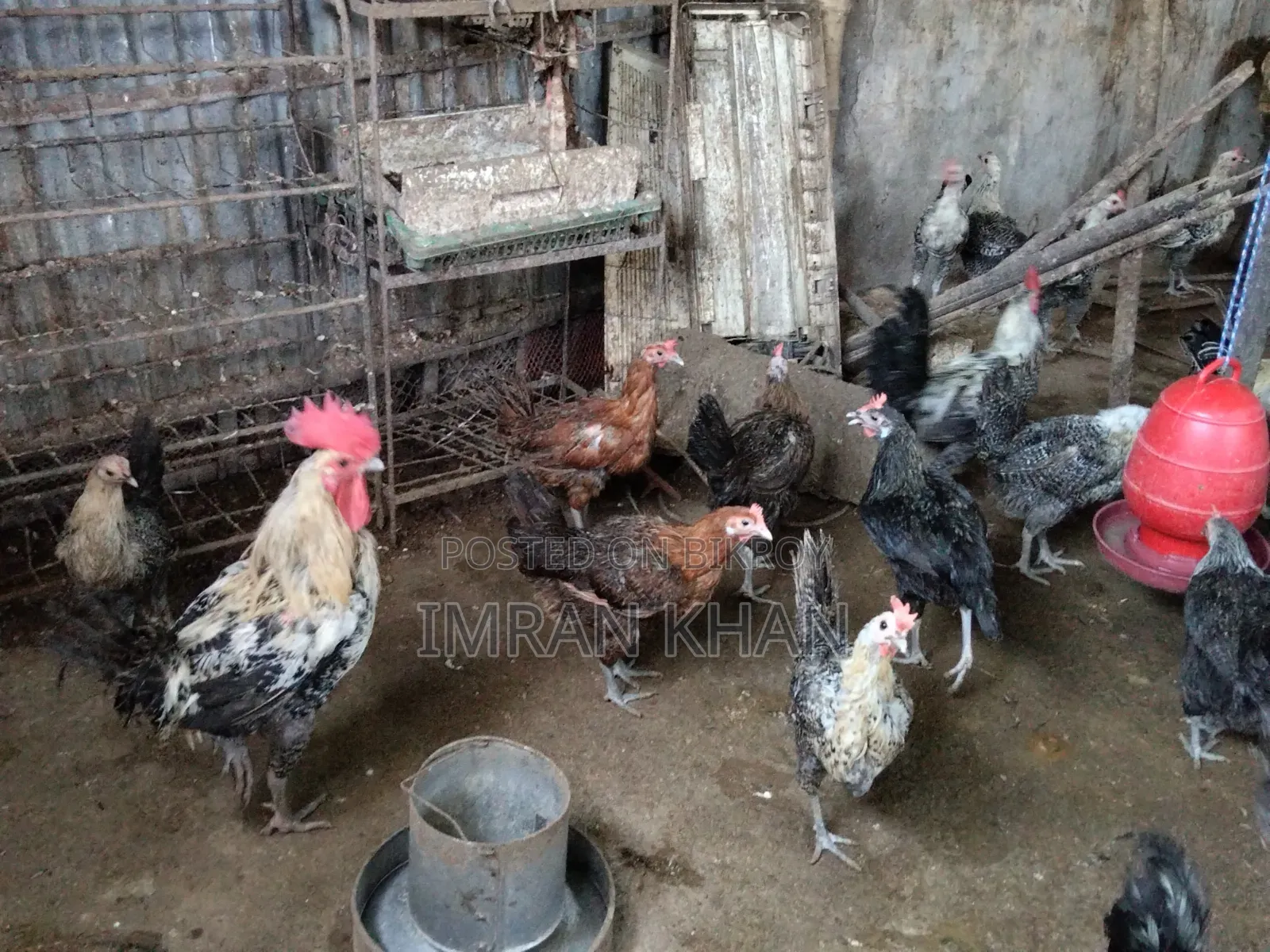 Egyptian Fayoumi Laying Hens for Sale