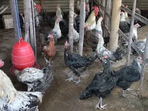 Egyptian Fayoumi Laying Hens for Sale