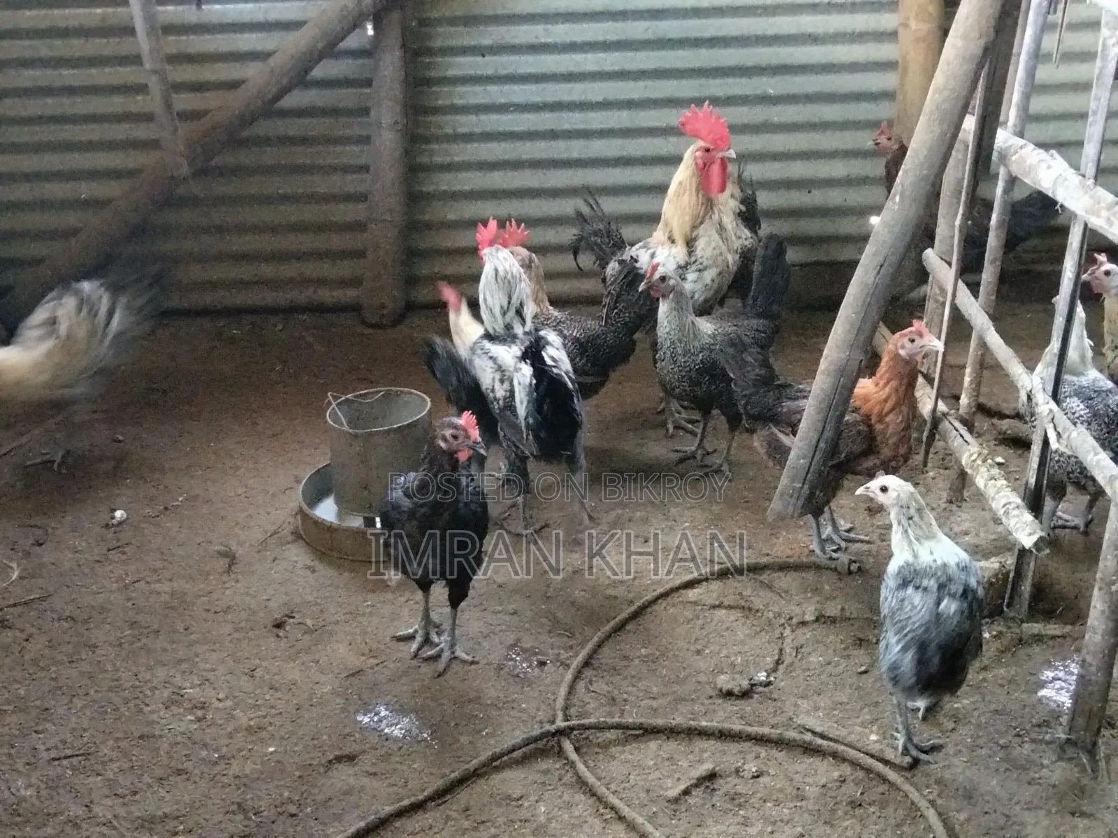 Egyptian Fayoumi Laying Hens for Sale