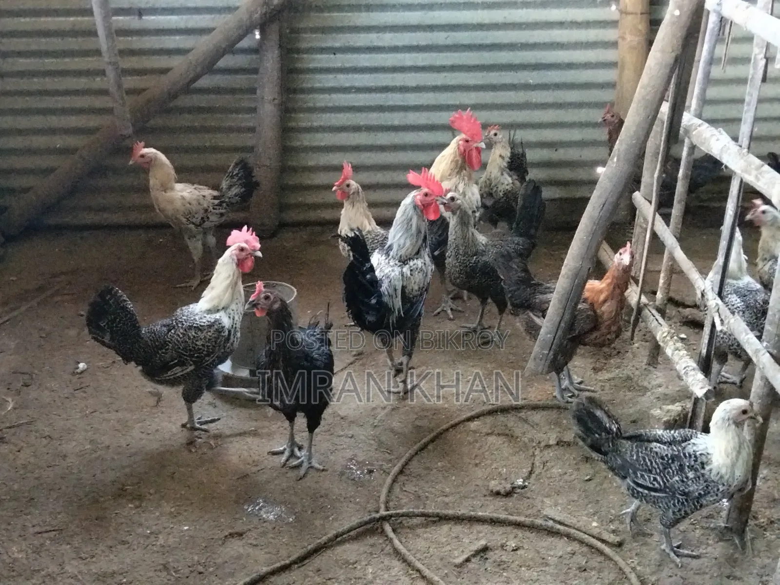 Egyptian Fayoumi Laying Hens for Sale