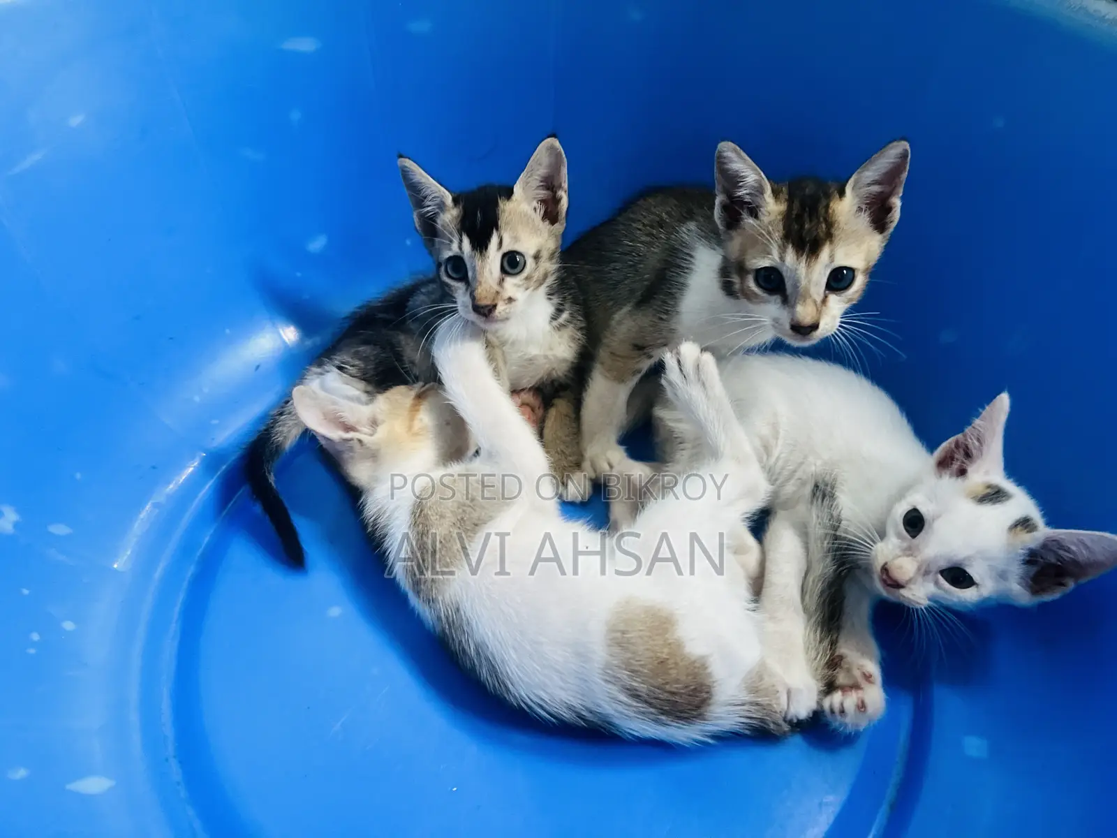 ১-৩ মাস বয়সী মেল পিউরব্রেড বিড়াল