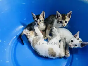 ১-৩ মাস বয়সী মেল পিউরব্রেড বিড়াল