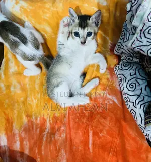 ১-৩ মাস বয়সী মেল পিউরব্রেড বিড়াল