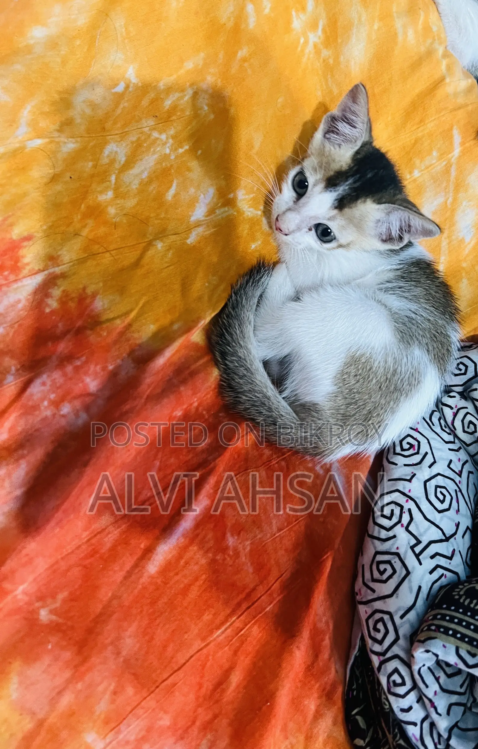 ১-৩ মাস বয়সী মেল পিউরব্রেড বিড়াল