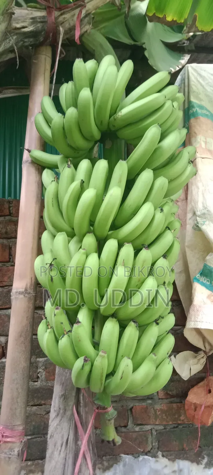 Garden Sagar Banana