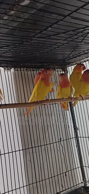 রেড হিট অপালিন লাভ বার্ডস