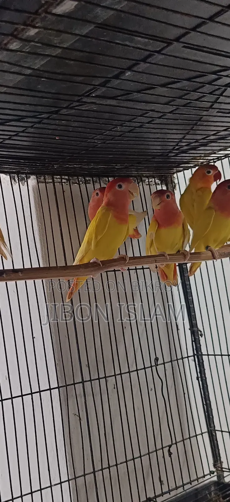 রেড হিট অপালিন লাভ বার্ডস
