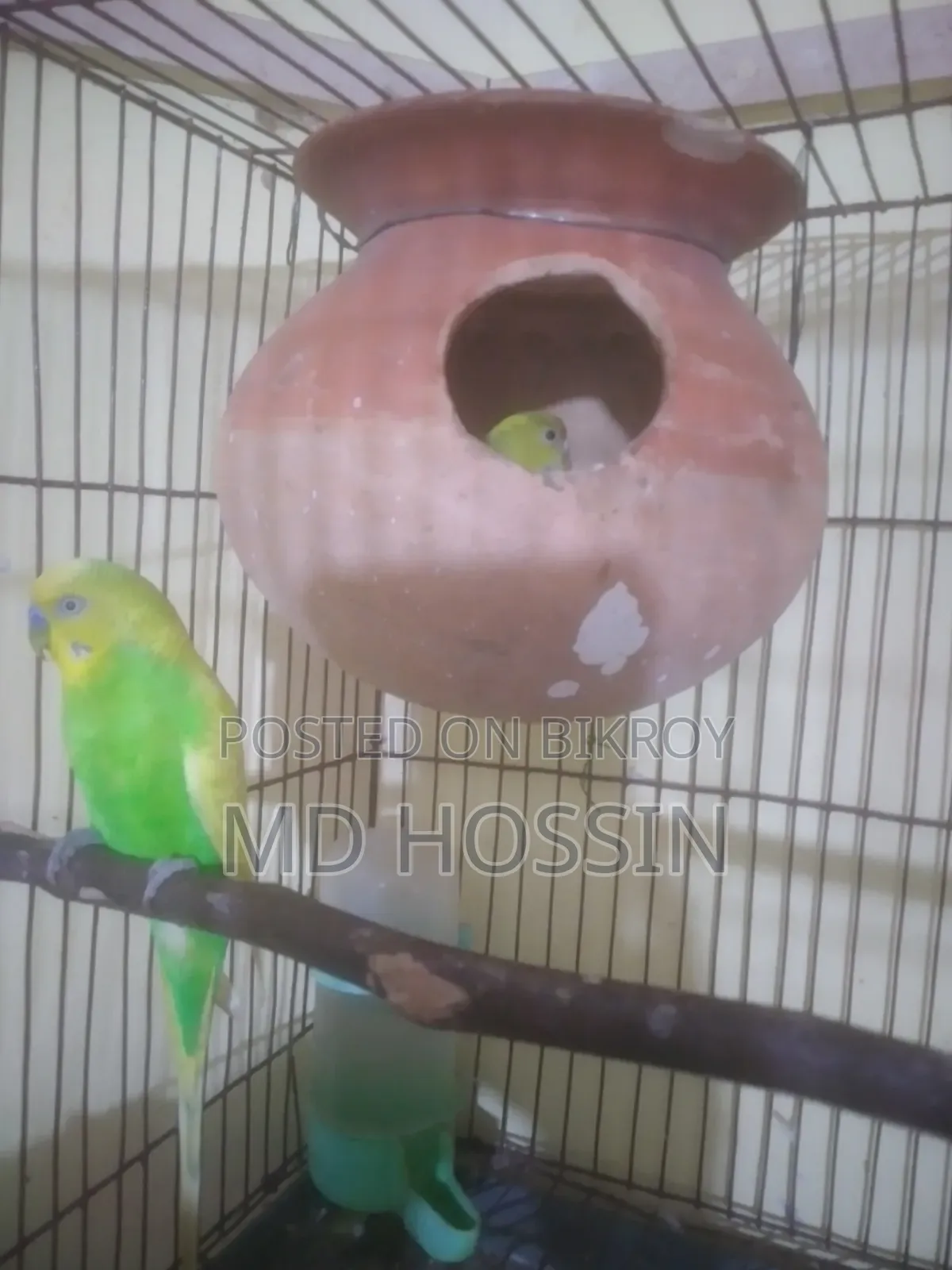 মাস্টার পেয়ার বিক্রি
