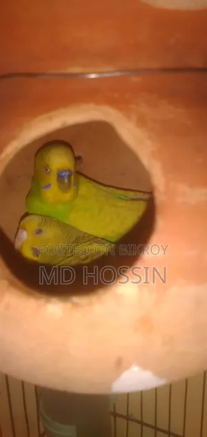 মাস্টার পেয়ার বিক্রি