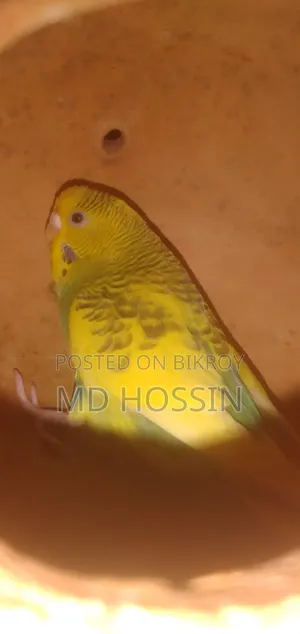 মাস্টার পেয়ার বিক্রি