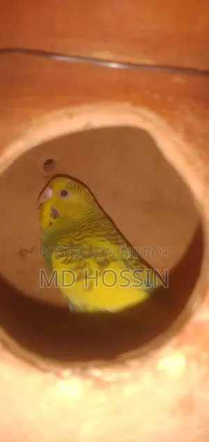 মাস্টার পেয়ার বিক্রি