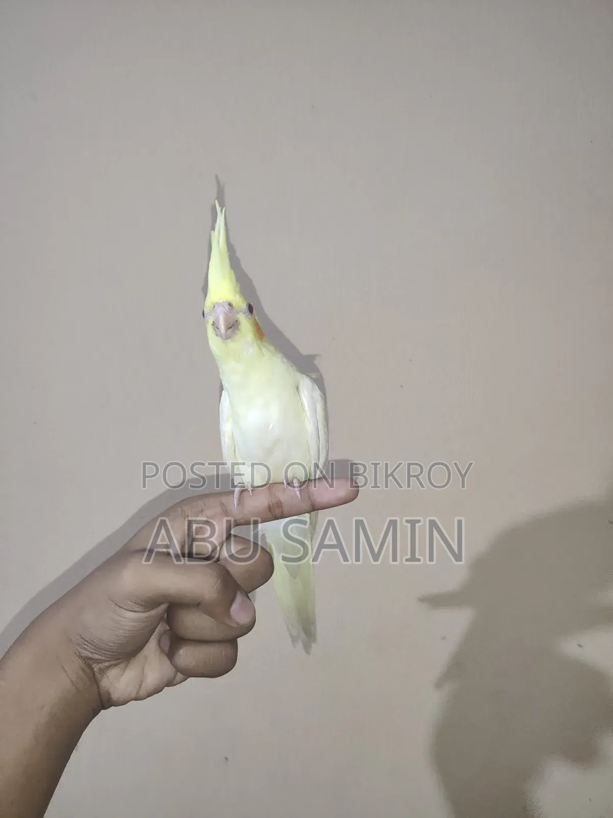 সেলফ ফিড পার্ল ককটেল পাখি