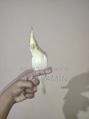 সেলফ ফিড পার্ল ককটেল পাখি