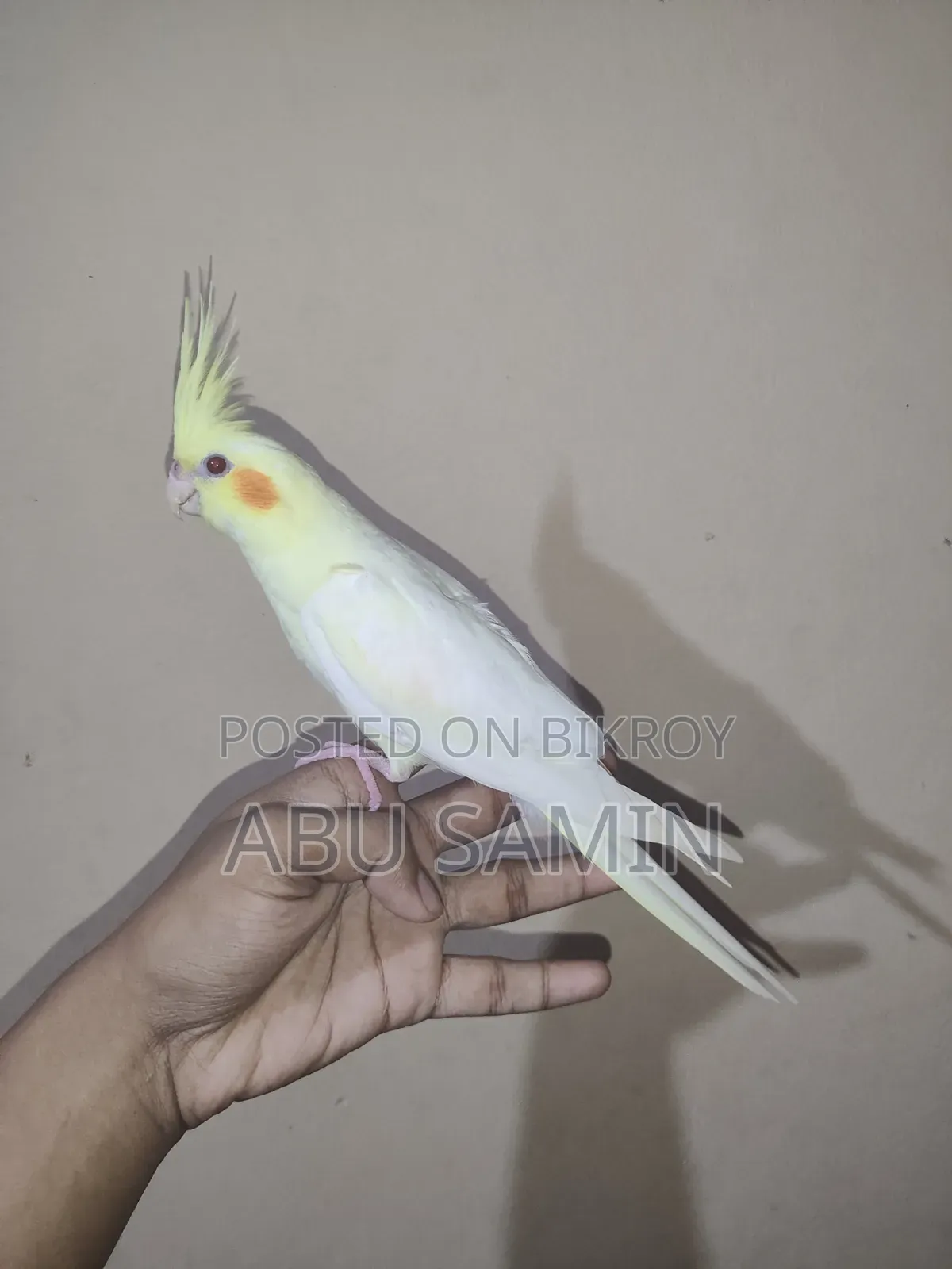 সেলফ ফিড পার্ল ককটেল পাখি
