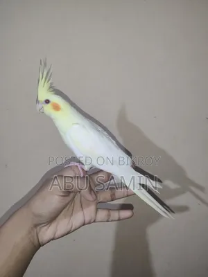 সেলফ ফিড পার্ল ককটেল পাখি