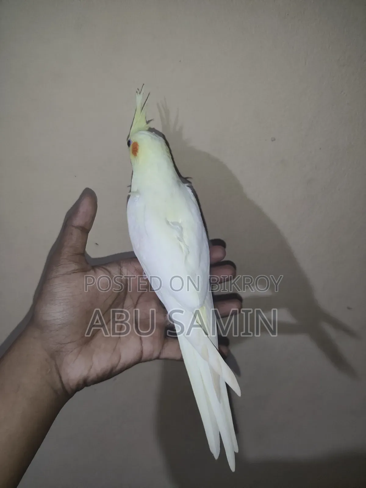 সেলফ ফিড পার্ল ককটেল পাখি