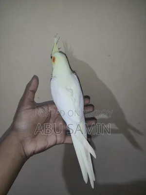 সেলফ ফিড পার্ল ককটেল পাখি