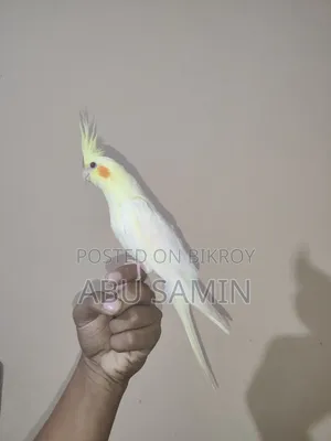 সেলফ ফিড পার্ল ককটেল পাখি