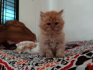 ১-৩ মাসের ফিমেল পিওরব্রেড পার্সিয়ান