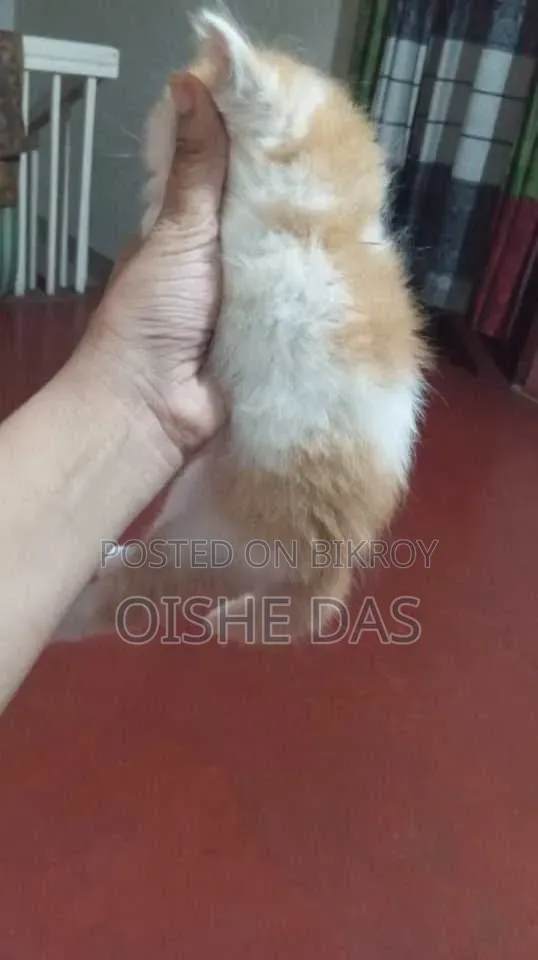 ১-৩ মাসের ফিমেল পিওরব্রেড পার্সিয়ান