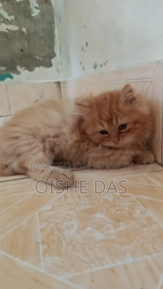 ১-৩ মাসের ফিমেল পিওরব্রেড পার্সিয়ান