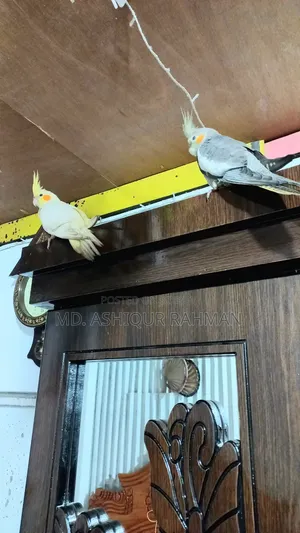 ককাটেল পাখি বিক্রয়ের জন্য
