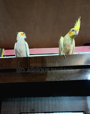 ককাটেল পাখি বিক্রয়ের জন্য