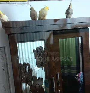 ককাটেল পাখি বিক্রয়ের জন্য